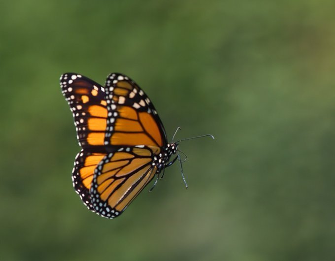 butterfly wings
